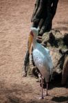 Yellow-billed Stork (mycteria Ibis) At The Bioparc In Fuengirola Stock Photo