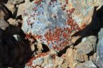 A Swarm Of Ladybirds (coccinellidae) In Cyprus Stock Photo