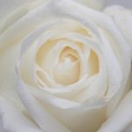 White Rose Stock Photo