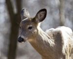 Beautiful Isolated Image With A Wild Deer In The Forest Stock Photo