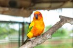 Sun Conure Parrot Stock Photo