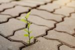 Plants On Old Brick Stock Photo