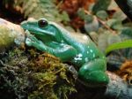 Green Frog Stock Photo