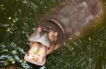 Hippopotamus Open Mouth In Water Stock Photo