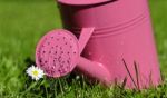 Watering Can In Garden Stock Photo