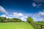 Tree On Green Field Stock Photo