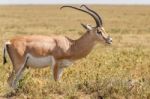 Impala Antelope In Africa Stock Photo