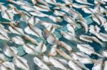 Dried Fish Stock Photo