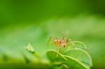 Spider In Green Nature Stock Photo