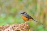 White-rumped Shama Bird Stock Photo