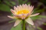 Beautiful Pink Water Lily Stock Photo