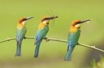 Chestnut-headed Bee-eater Stock Photo