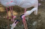 Fuengirola, Andalucia/spain - July 4 : Greater Flamingos (phoeni Stock Photo