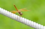 Dragonfly Stock Photo