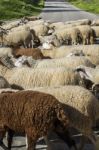 Herd Of White Sheep Stock Photo