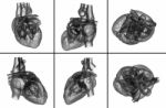 Medical  Illustration Of The Heart Stock Photo