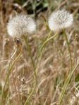 Dandelion (taraxacum) Seed Head Stock Photo