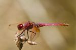 Violet Dropwing (trithemis Annulata) Stock Photo