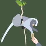 Leaf Monkey Stock Photo