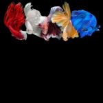 Betta Fish Stock Photo