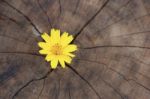 Closeup Singapore Daisy Flower With Wood Background Stock Photo