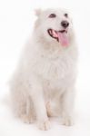 White Dog Stock Photo