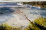 Dead Trees In The Grand Prismatic Spring Stock Photo