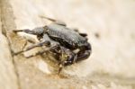 Crab Walking Stock Photo