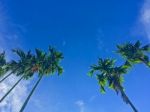 Summer Sky And Palm Tree Stock Photo