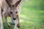 Kangaroo Outside Stock Photo