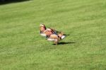 Male And Female Mandarin Duck Taking A Stroll Stock Photo