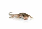 Brown Spotted Gecko Reptile Isolated Stock Photo