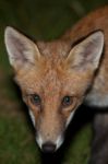 Wild Red Fox Stock Photo