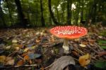 Amanita Muscaria Stock Photo