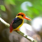 Black-backed Kingfisher Stock Photo