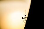 Silhouetted Ant Stock Photo