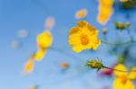 Mexican Sunflower Amazing View With Green Grass And Blue Sky Lan Stock Photo