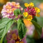 Lantana Camara Shrub In Marbella Spain Stock Photo