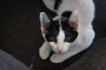 Cute Black And White Cat In The Living Room Stock Photo