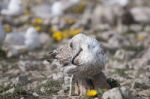 Young Seagulls Near The Cliffs Stock Photo