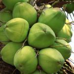 Coconut Stock Photo