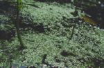 Green Plants Growing On The Water Stock Photo