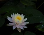 The Closeup Of A White Lotus Stock Photo