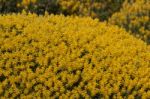 Yellow Ulex Densus Shrubs Stock Photo