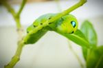 Green Caterpillar On Branch Stock Photo