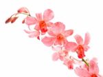 Pink Orchid Stock Photo