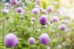 Globe Amaranth Or Gomphrena Globosa Flower,pink Flower In Garden Stock Photo