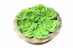 Green Pistia Stratiotes In Pottery On White Background Stock Photo