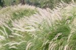 Imperata Cylindrica Beauv Of Feather Grass In Garden Stock Photo