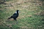 Australian Magpie Outdoors Stock Photo